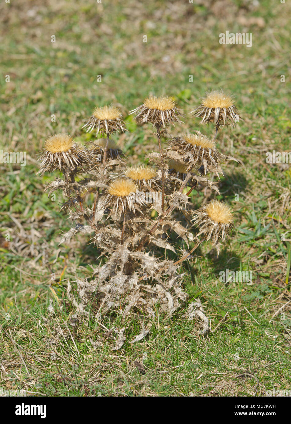 Carline Thistle (Carlina vulgaris). Asteraceae. Sussex Downland, UK Stock Photo