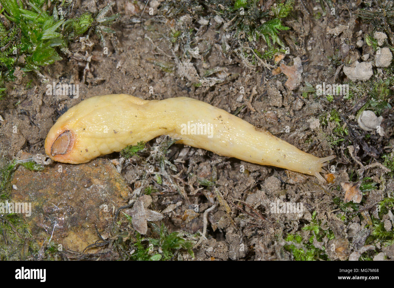 Common shelled Slug (Testacella haliotidea). Testacellidae. Sussex, UK ...