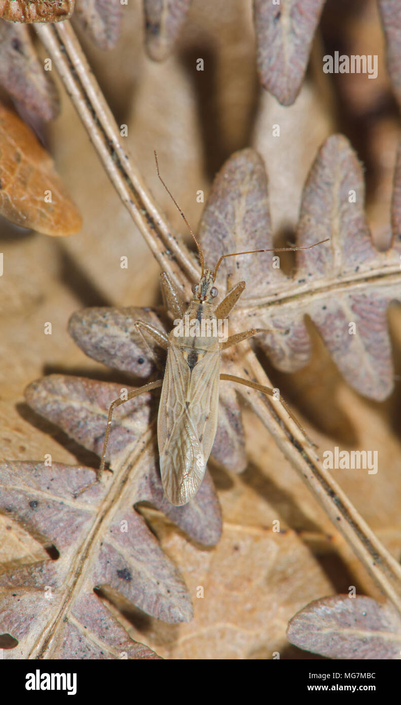 Field Damsel Bug (Nabis ferus). Nabidae. Sussex, UK Stock Photo