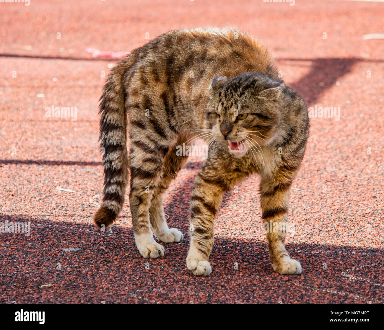 An alley cat, arching its back in a threatening position Stock Photo - Alamy An alley cat, arching its back in a threatening position Stock Photo - Alamy