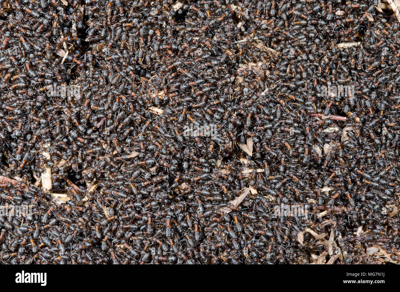 Southern Wood Ants (Formica rufa). Workers on Nest Detail 1 of 2. Sussex, UK Stock Photo