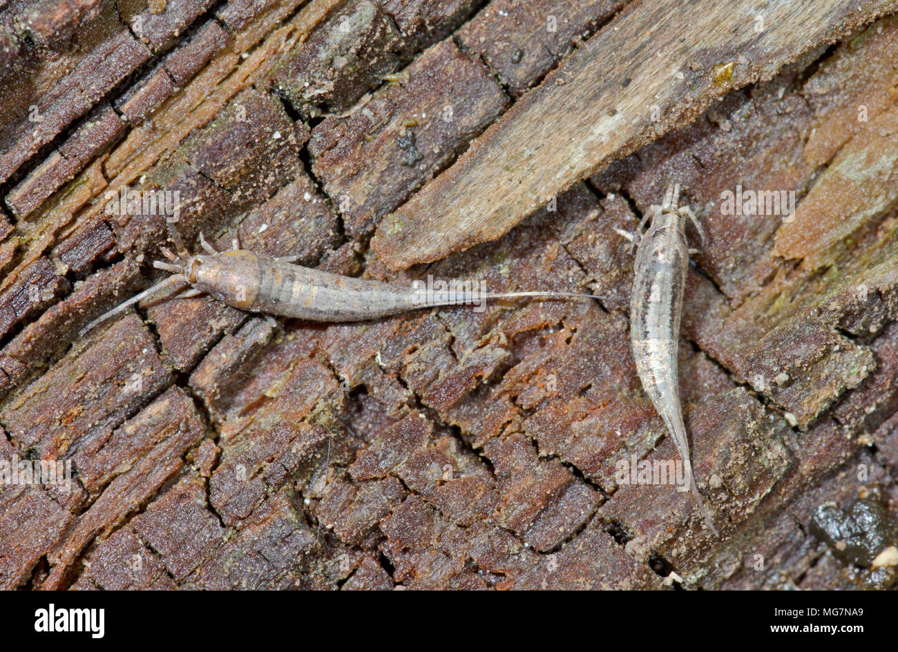 Three tailed Bristletails (Dilta species most likely littoralis) Sussex, UK Stock Photo