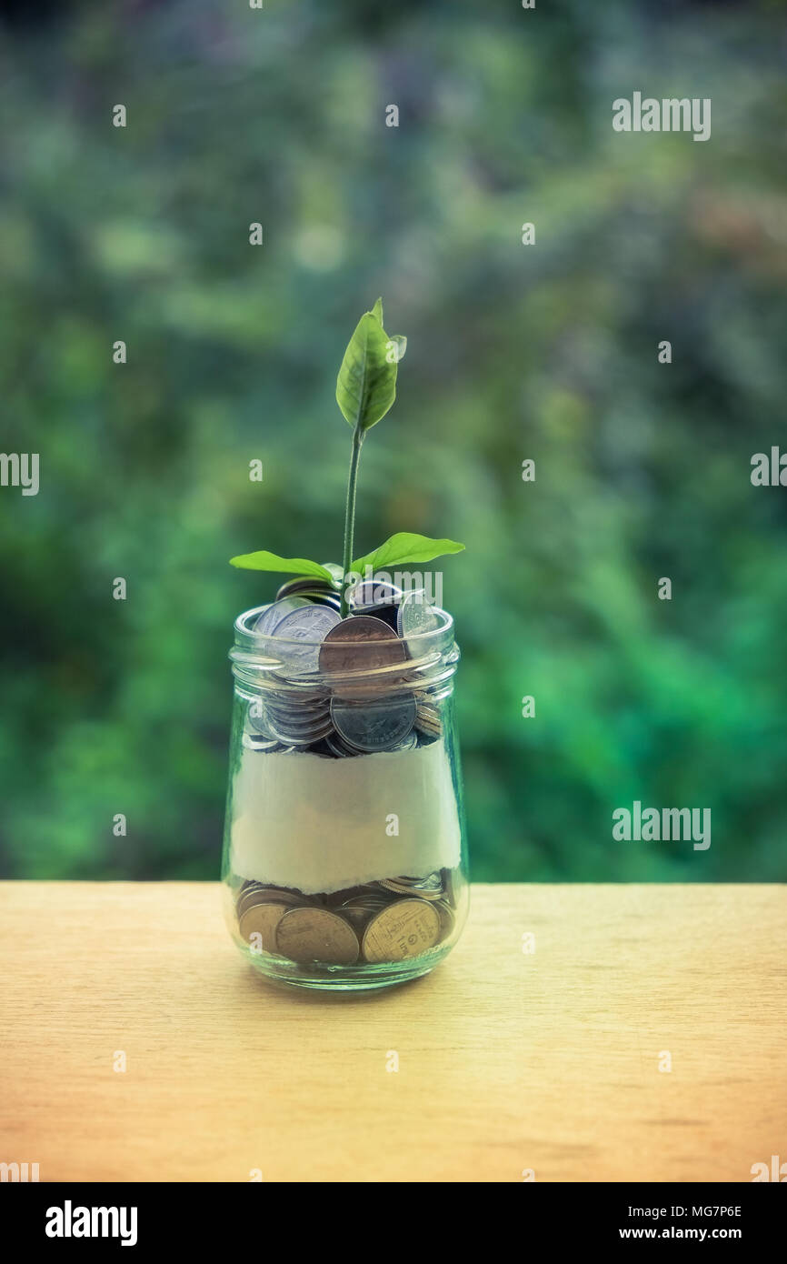 Sprout Growing On Glass Piggy Bank In Saving Money Concept With