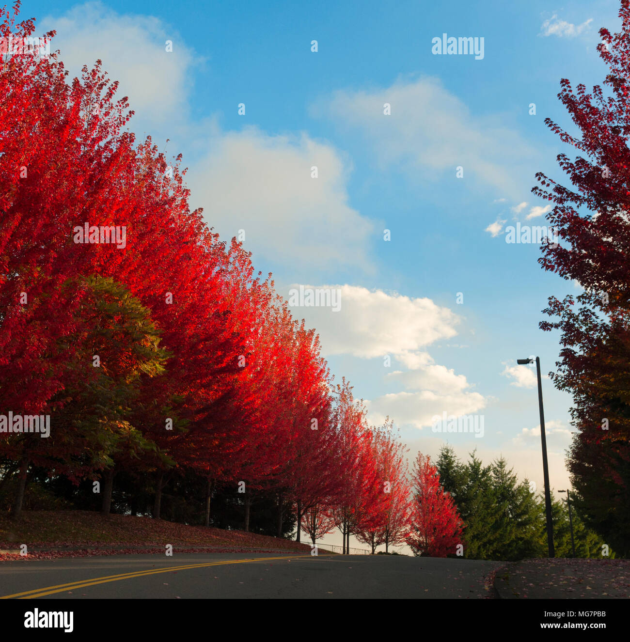 Autumn red leaves on trees line a road the sky is blue with white clouds. Stock Photo