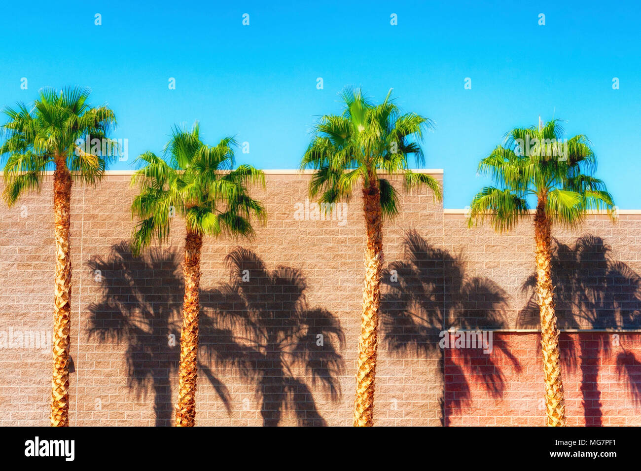 Palm trees cast shadows along a brick building under blue skies in Yuma, Arizona Stock Photo