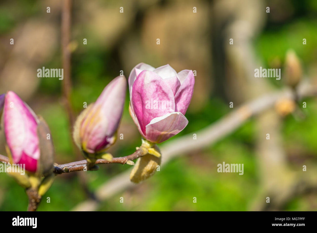 Beautiful pink magnolia bud on a bokeh background over blue sky Stock ...
