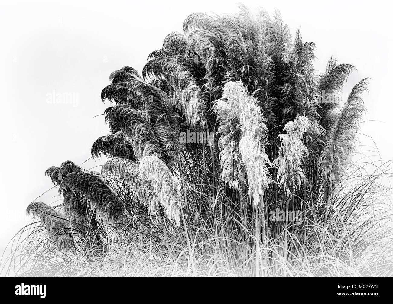 Cold winter pampas grass hi-res stock photography and images - Alamy