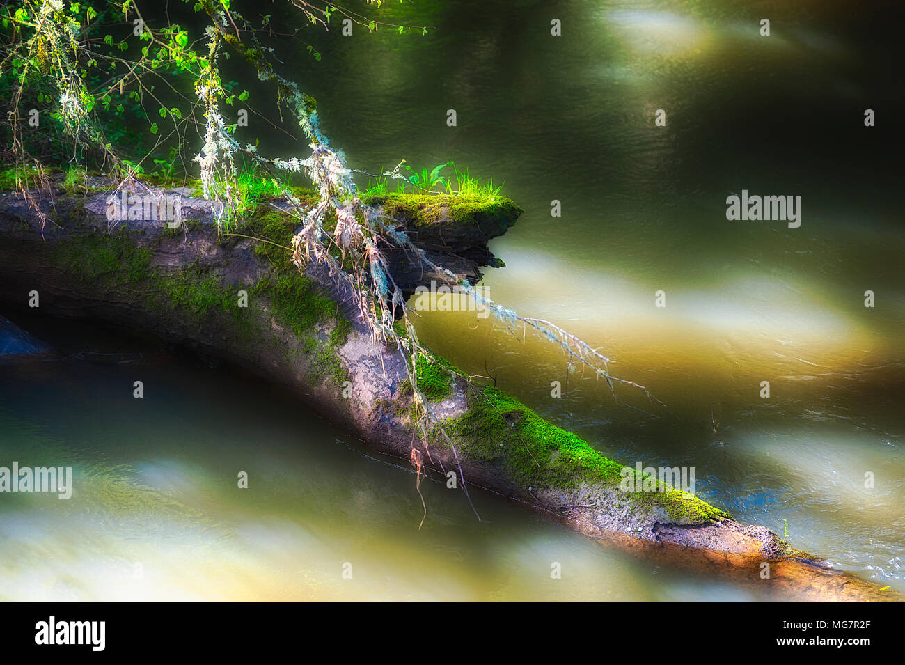 Moss covered log in a creek.  Soft subtle colors of green enhances this beautiful scene.  A quiet refreshing spot for meditating. Stock Photo