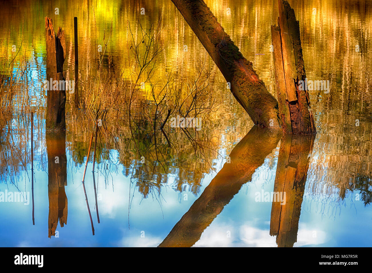 Submerged tree hi-res stock photography and images - Alamy