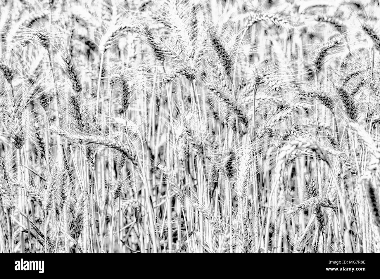Black and white close-up of wheat stalks in a field Stock Photo