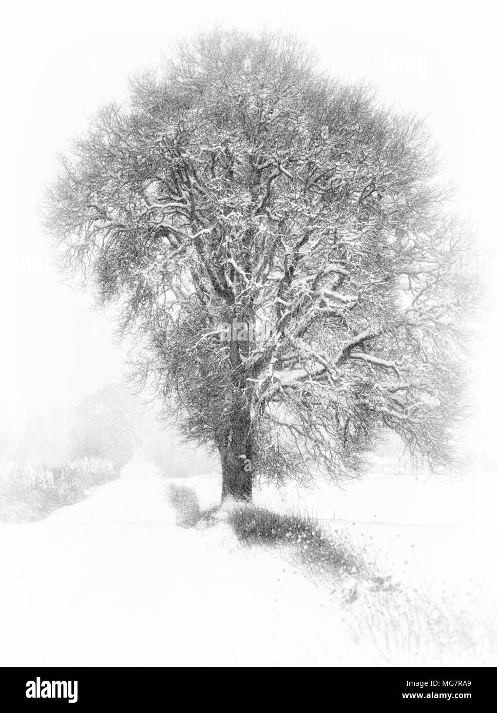 Falling snow covers this country road with a lone white oak tree on it's border. Stock Photo