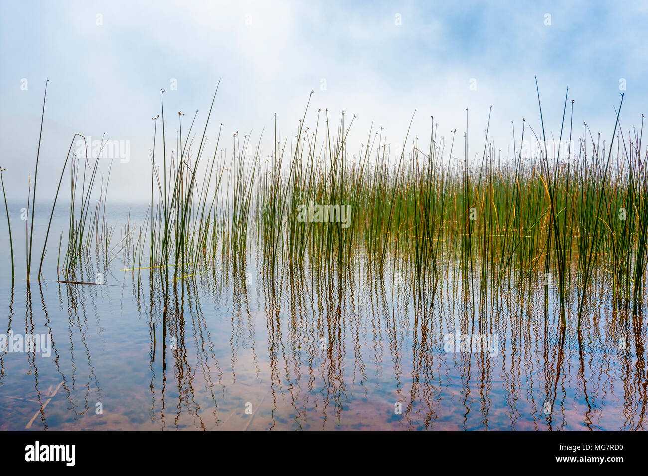 The clarity of a lakes shoreline reflect tulles and lifting fog Stock Photo