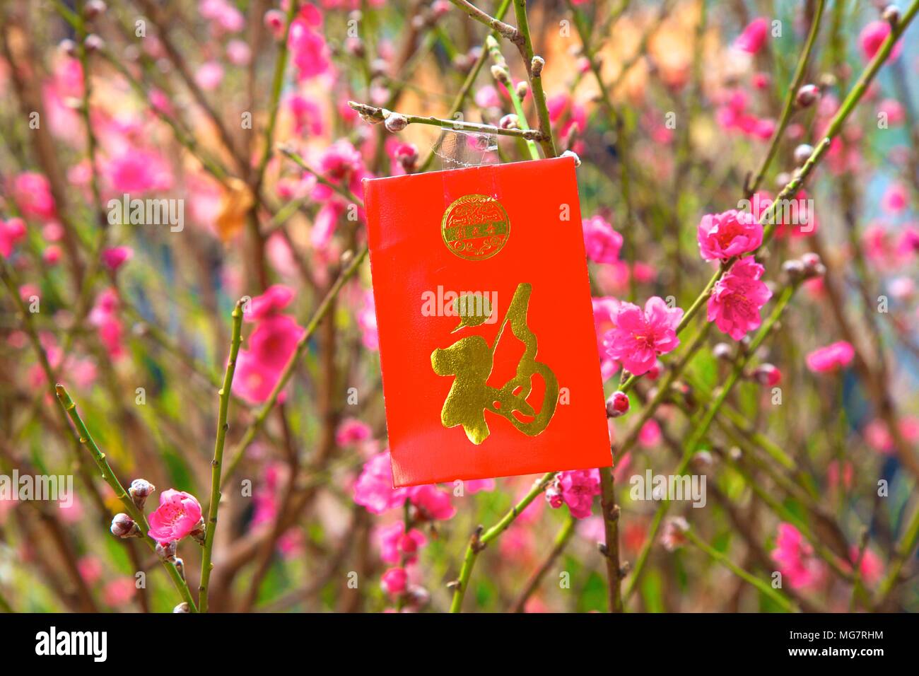 Cherry Blossom Trees With Lai See Red Envelopes For Chinese New Year