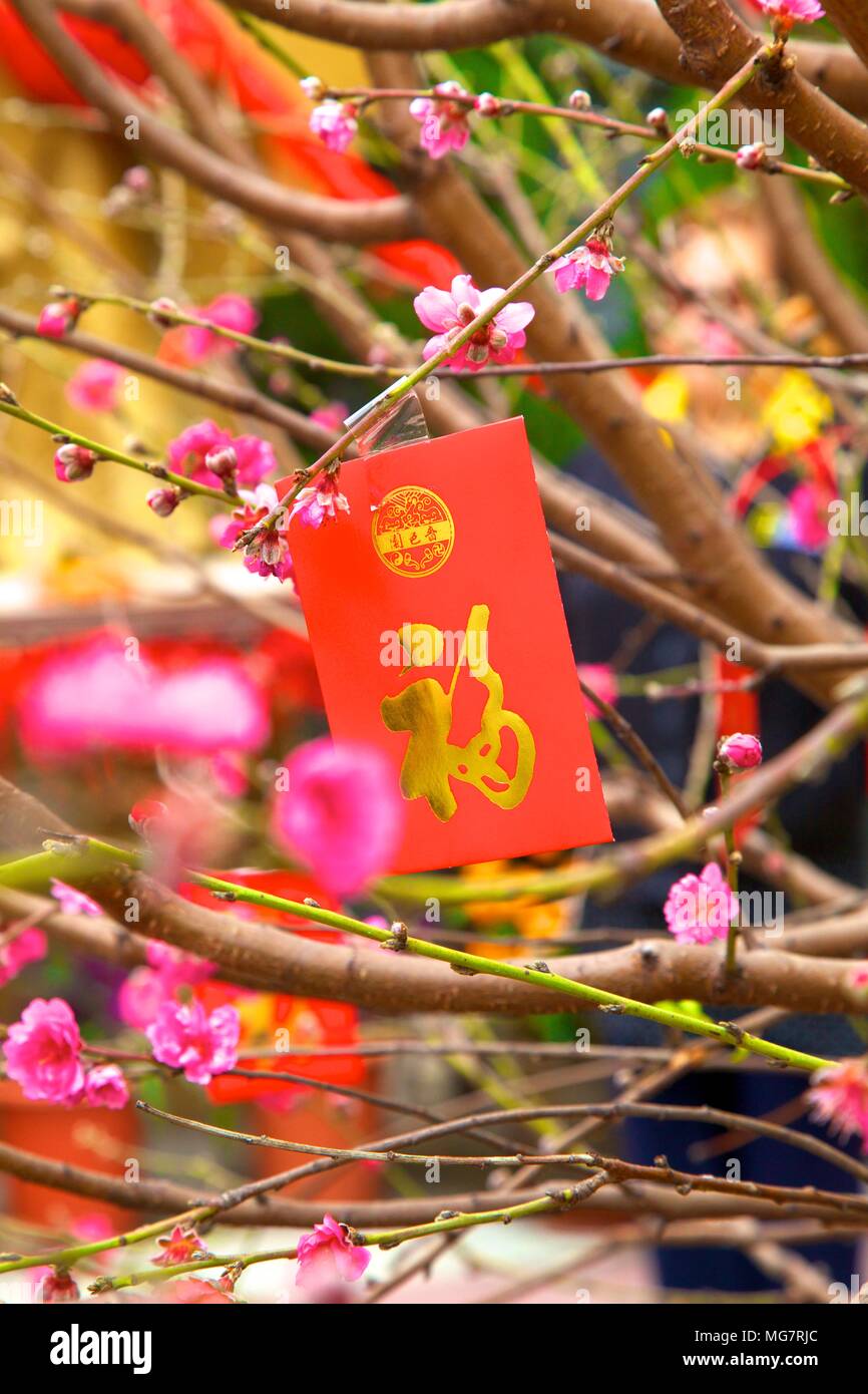 Cherry Blossom Trees With Lai See Red Envelopes For Chinese New Year