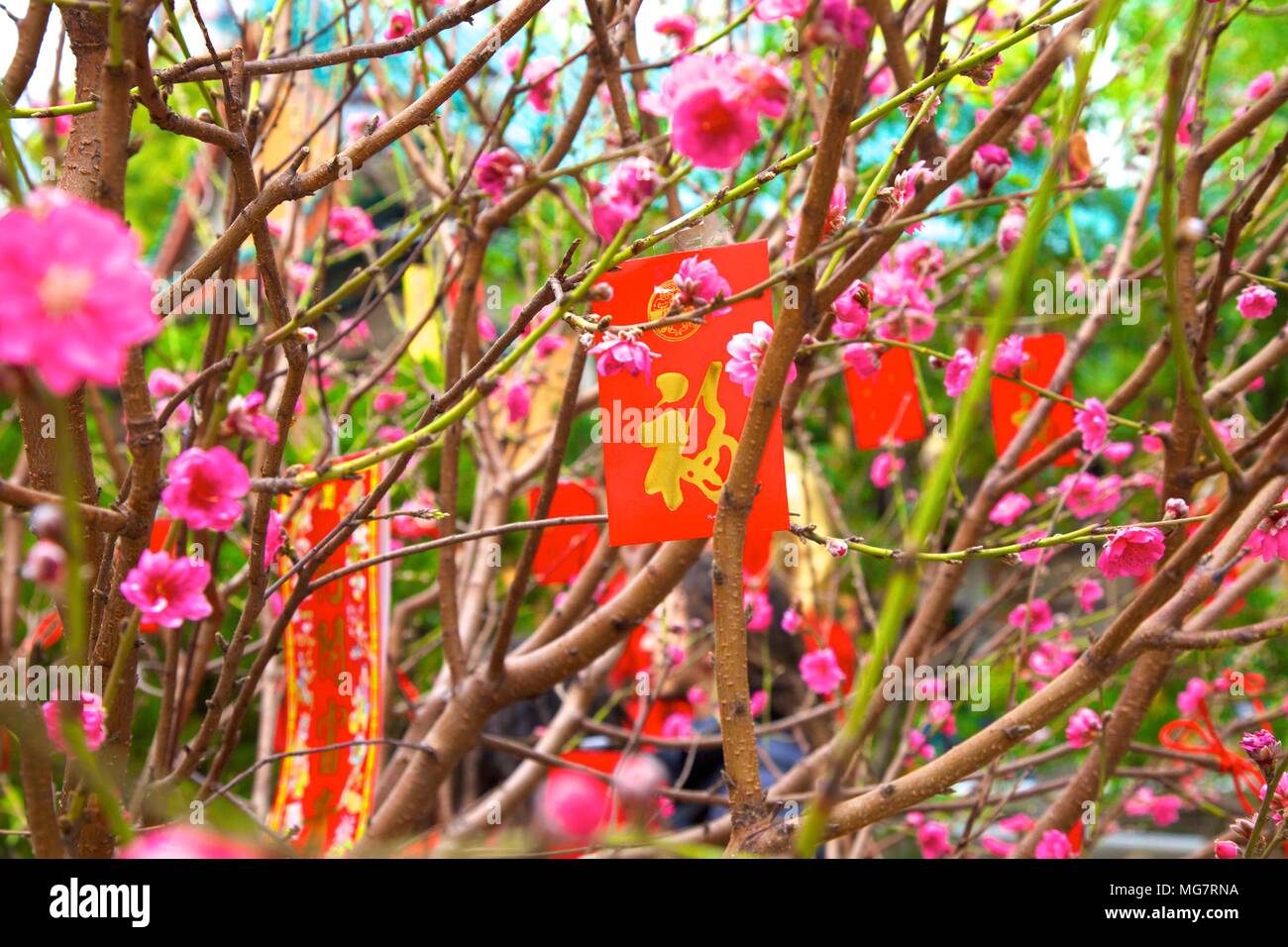 Cherry Blossom Trees With Lai See Red Envelopes For Chinese New Year