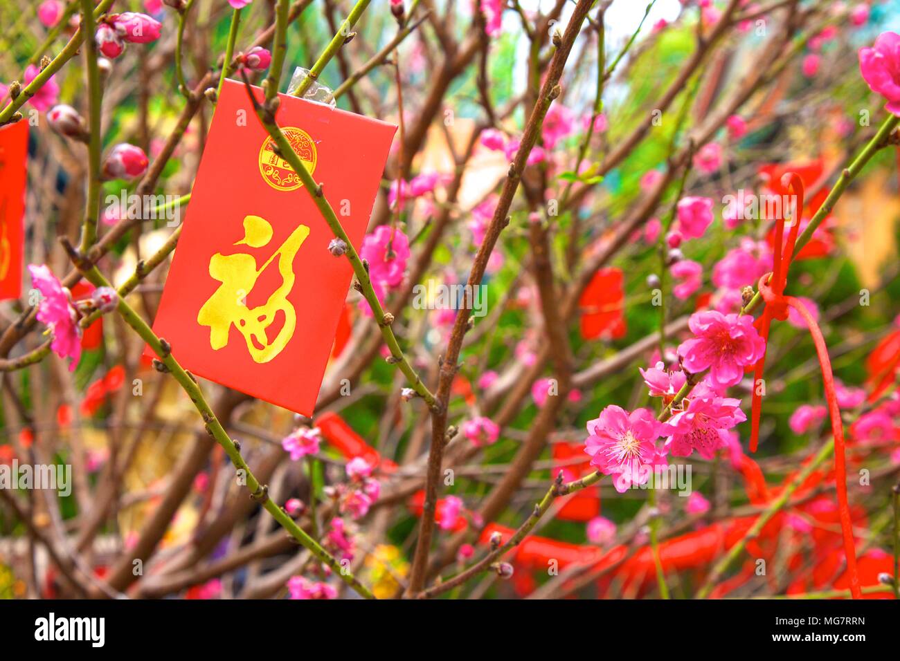 Red envelope on yellow tree for Chinese and Vietnamese New Year. Red  News Photo - Getty Images
