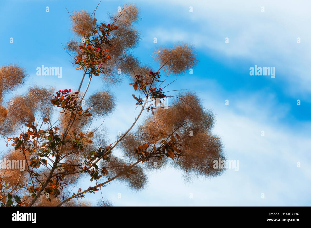 A branch of a smoke tree against a white clouds and blue skies Stock ...