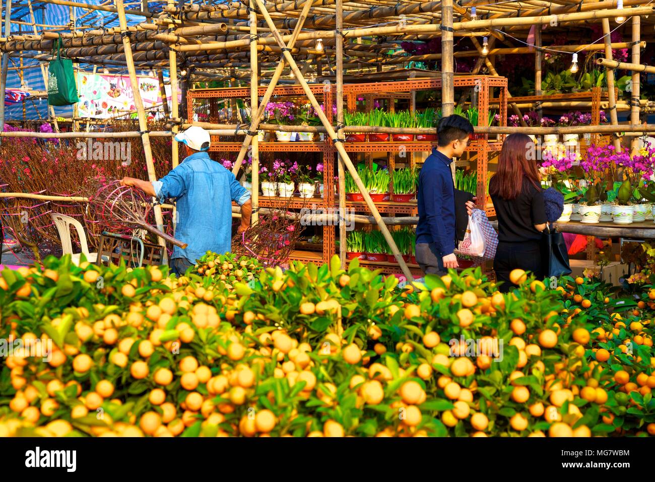 Chinese New Year Flower Market, Hong Kong, China, South East Asia Stock Photo Alamy