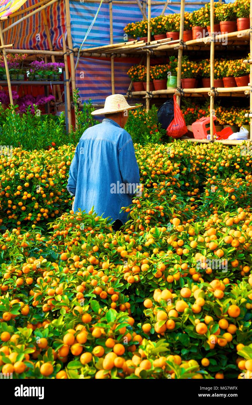 chinese new year flower market hong kong
