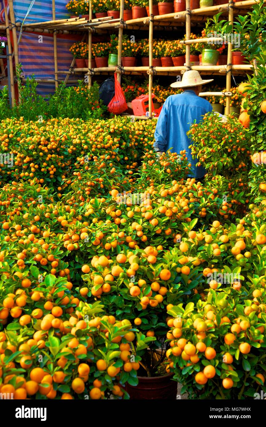 Chinese New Year Flower Market, Hong Kong, China, South East Asia Stock