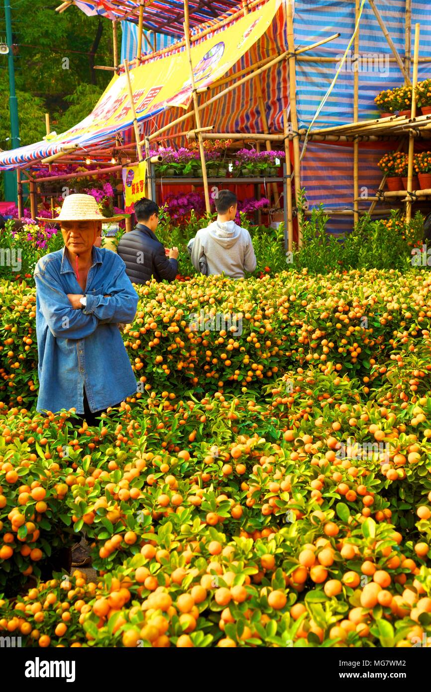 chinese new year flower market in hong kong