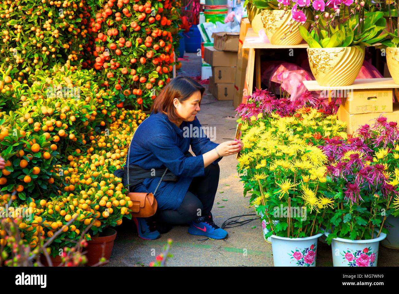 Chinese New Year Flower Market, Hong Kong, China, South East Asia Stock Photo Alamy