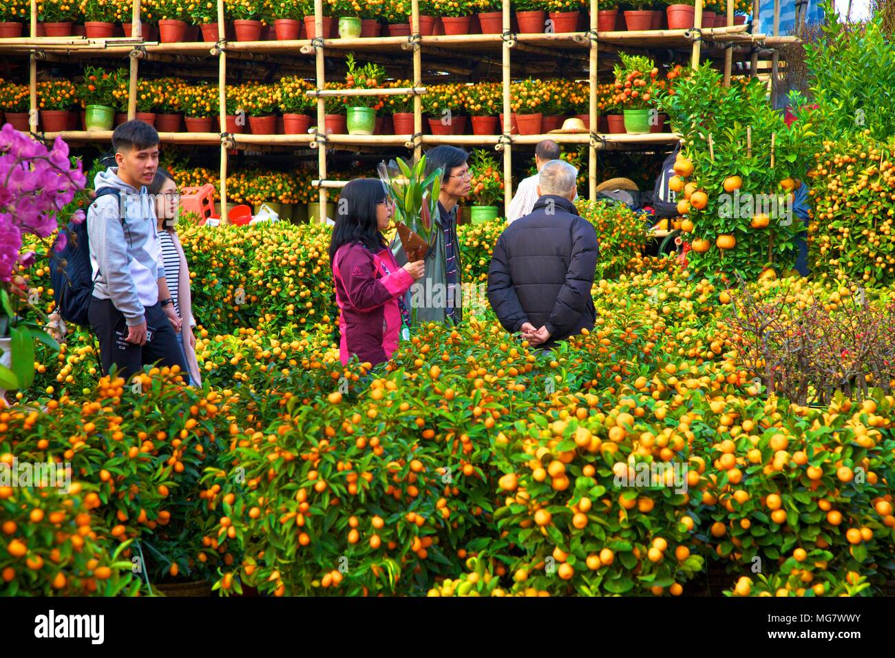 Chinese New Year Flower Market, Hong Kong, China, South East Asia Stock
