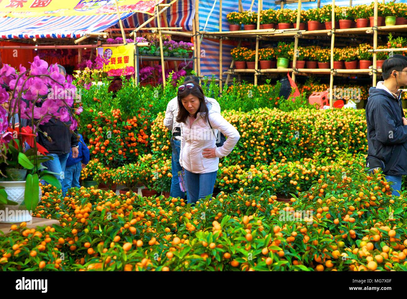 tai po chinese new year flower market