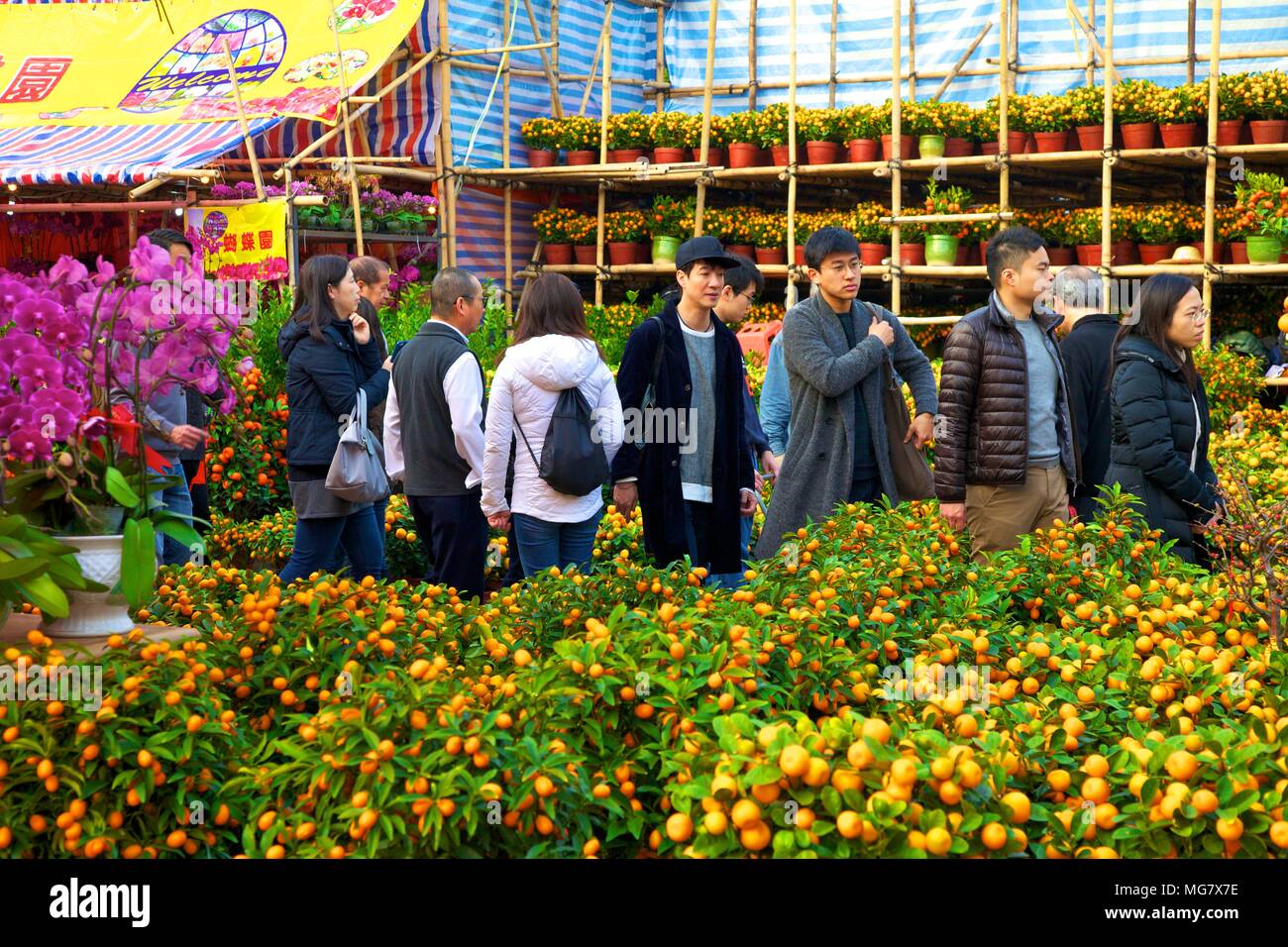 chinese new year flower market in hong kong