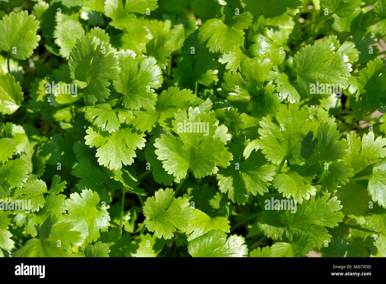 Coriander plants growing, coriandrum sativum, also known as Pak Chee