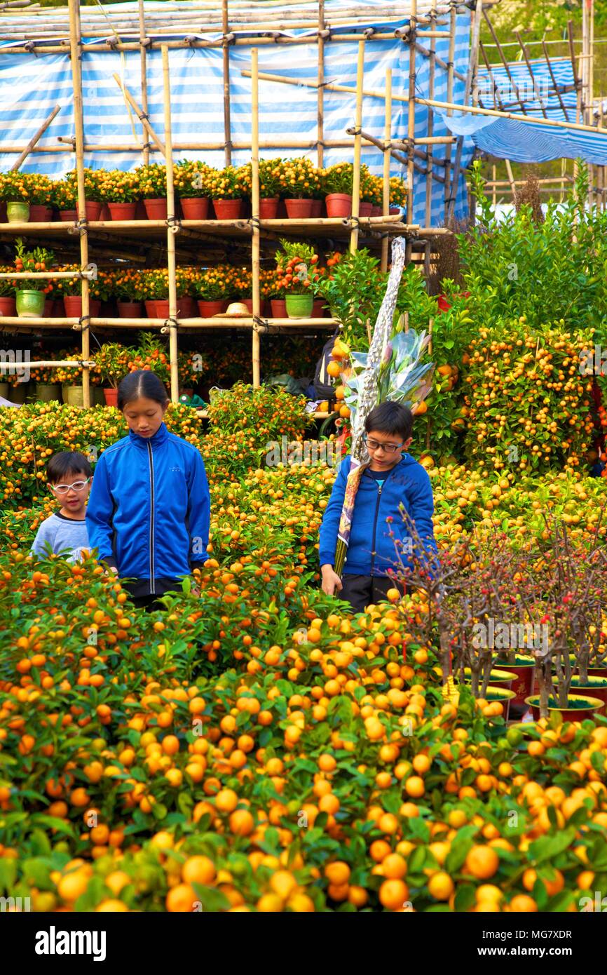 Chinese New Year Flower Market, Hong Kong, China, South East Asia Stock