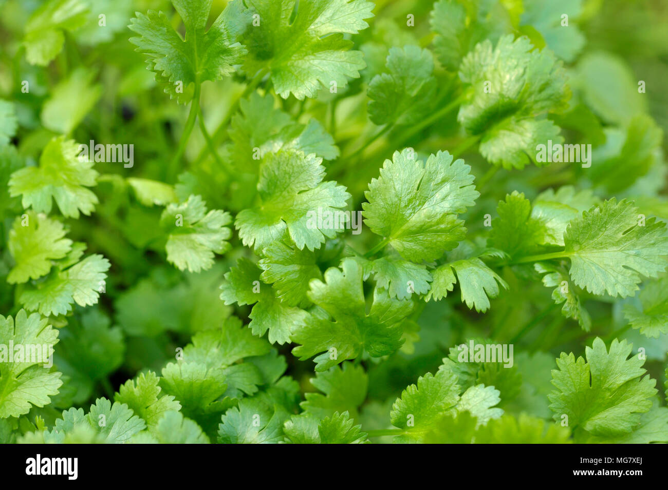 Coriander plants growing, coriandrum sativum, also known as Pak Chee