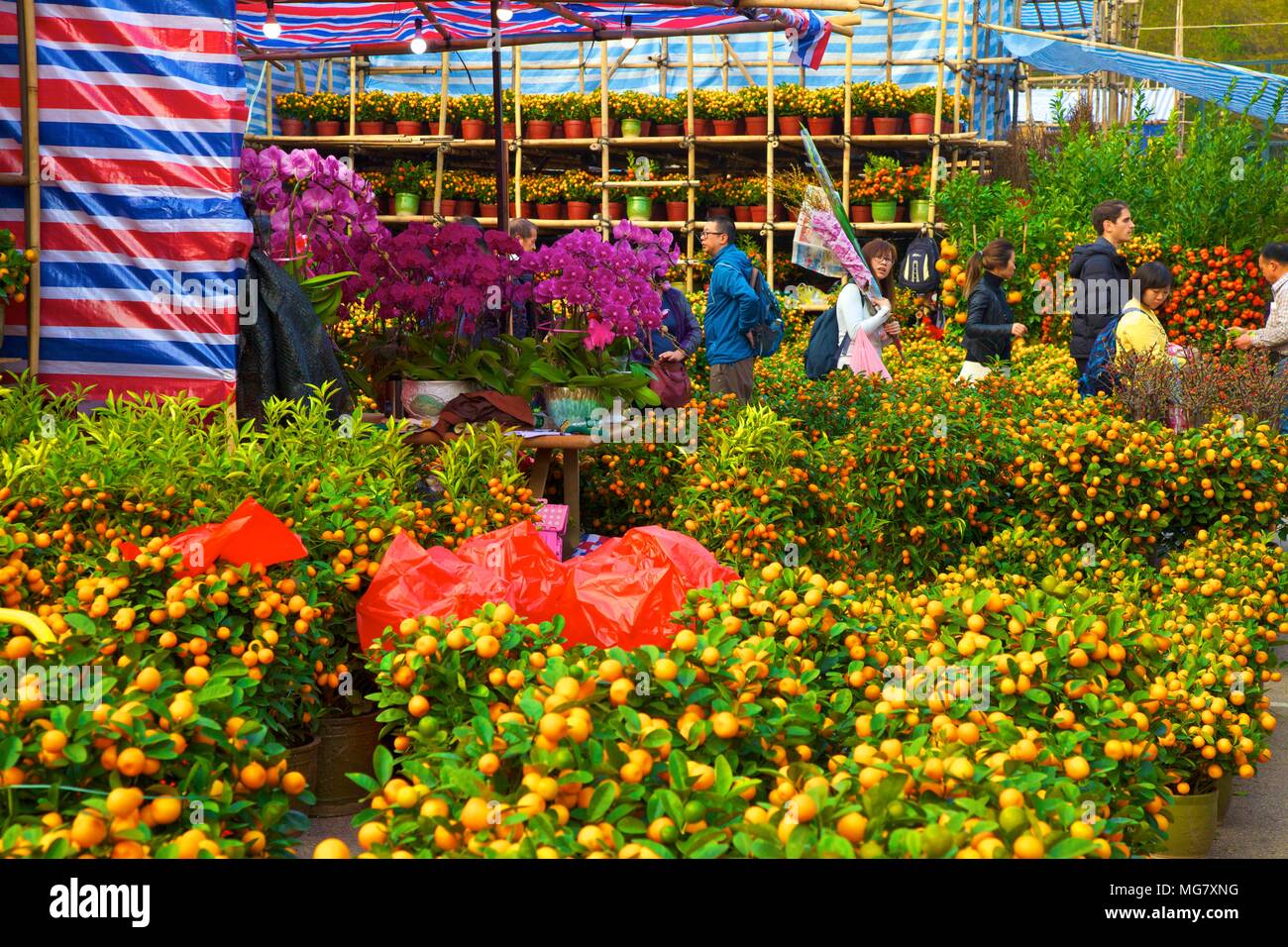 chinese new year flower market hong kong