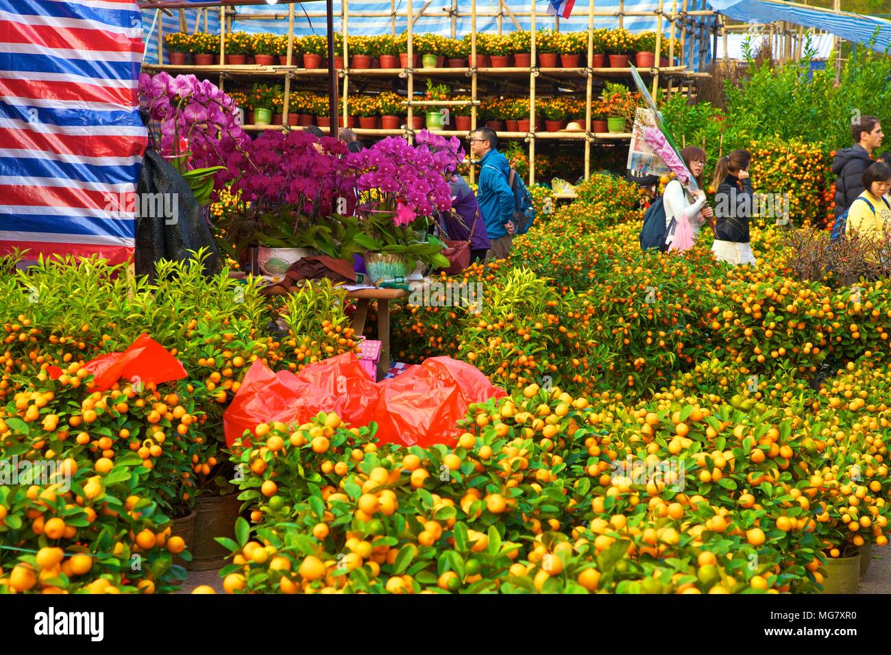 chinese new year flower market hong kong