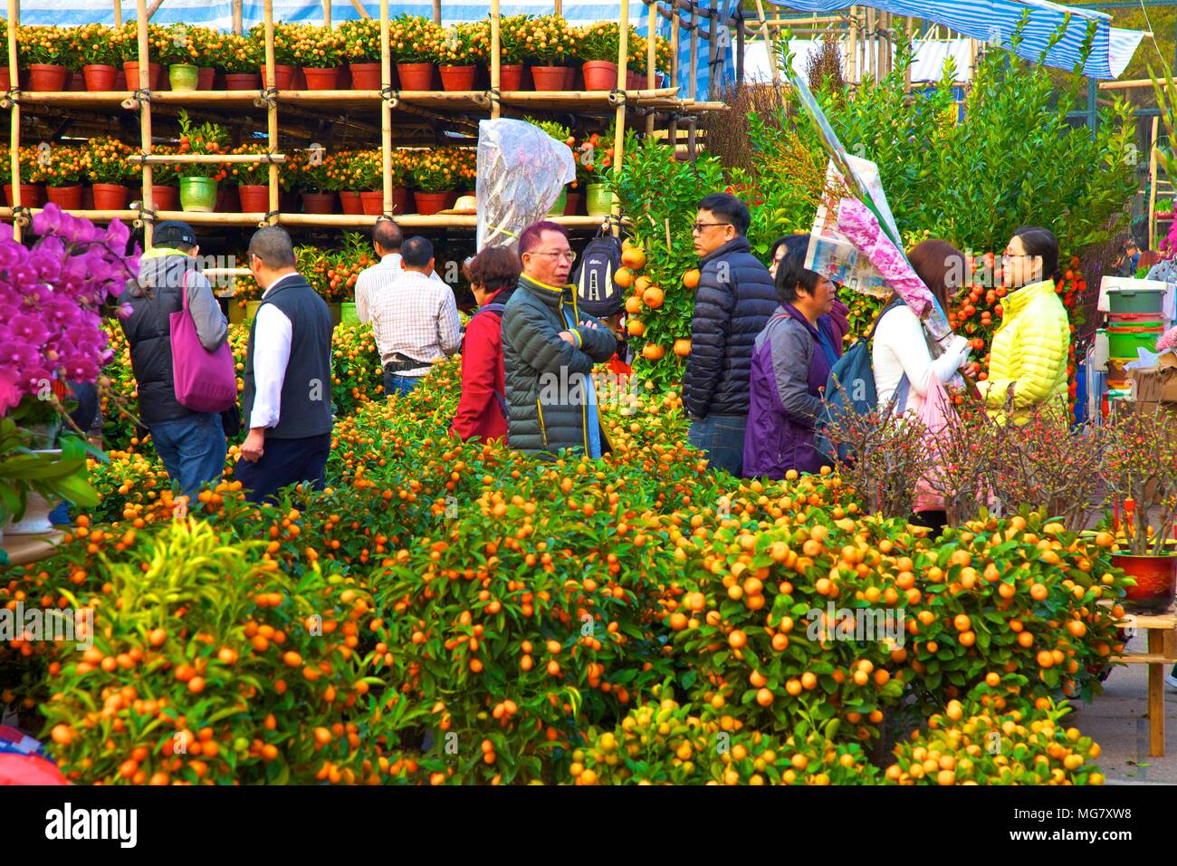 Chinese New Year Flower Market, Hong Kong, China, South East Asia Stock Photo Alamy