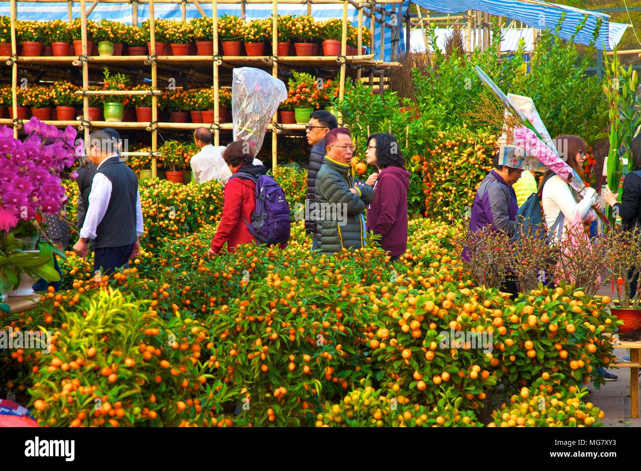 tai po chinese new year flower market