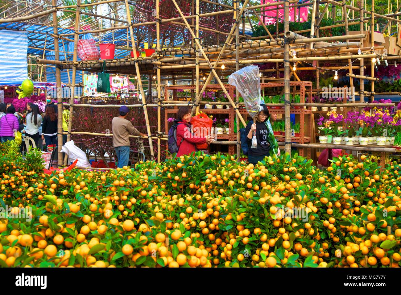 Chinese New Year Flower Market, Hong Kong, China, South East Asia Stock