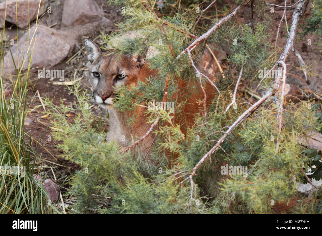 A typical view of a Cougar (also called Puma or Mountain Lion). Stock Photo