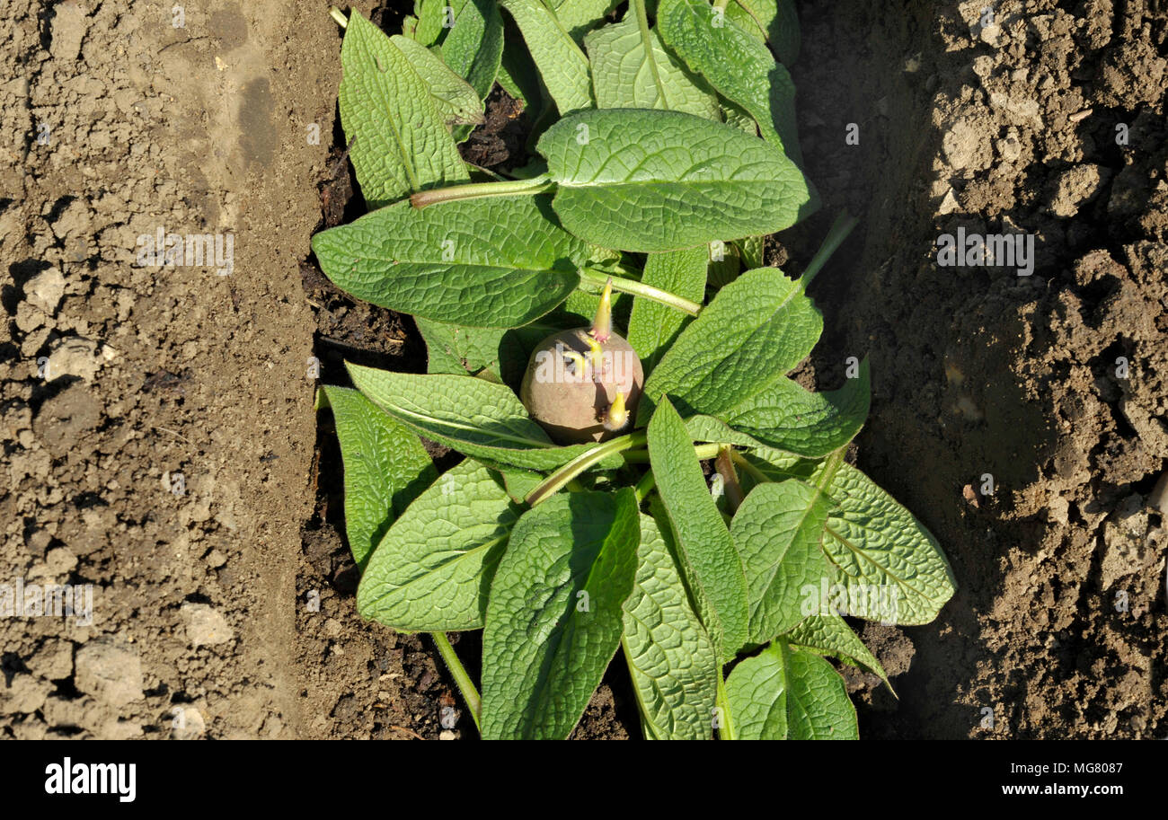 Planting Chitted Desiree Red Maincrop Seed Potatoes In A Vegetable Garden Trench With A Bed Of Comfrey Leaves To Fertilize The Plants Stock Photo Alamy Planting Chitted Desiree Red Maincrop Seed Potatoes In A Vegetable Garden Trench With A Bed Of Comfrey Leaves To Fertilize The Plants Stock Photo Alamy