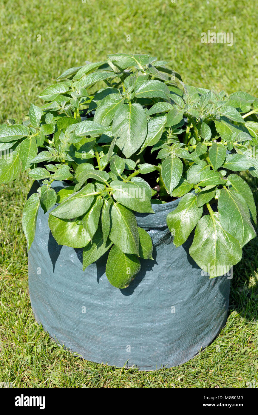 Grow bag potato hi-res stock photography and images - Alamy