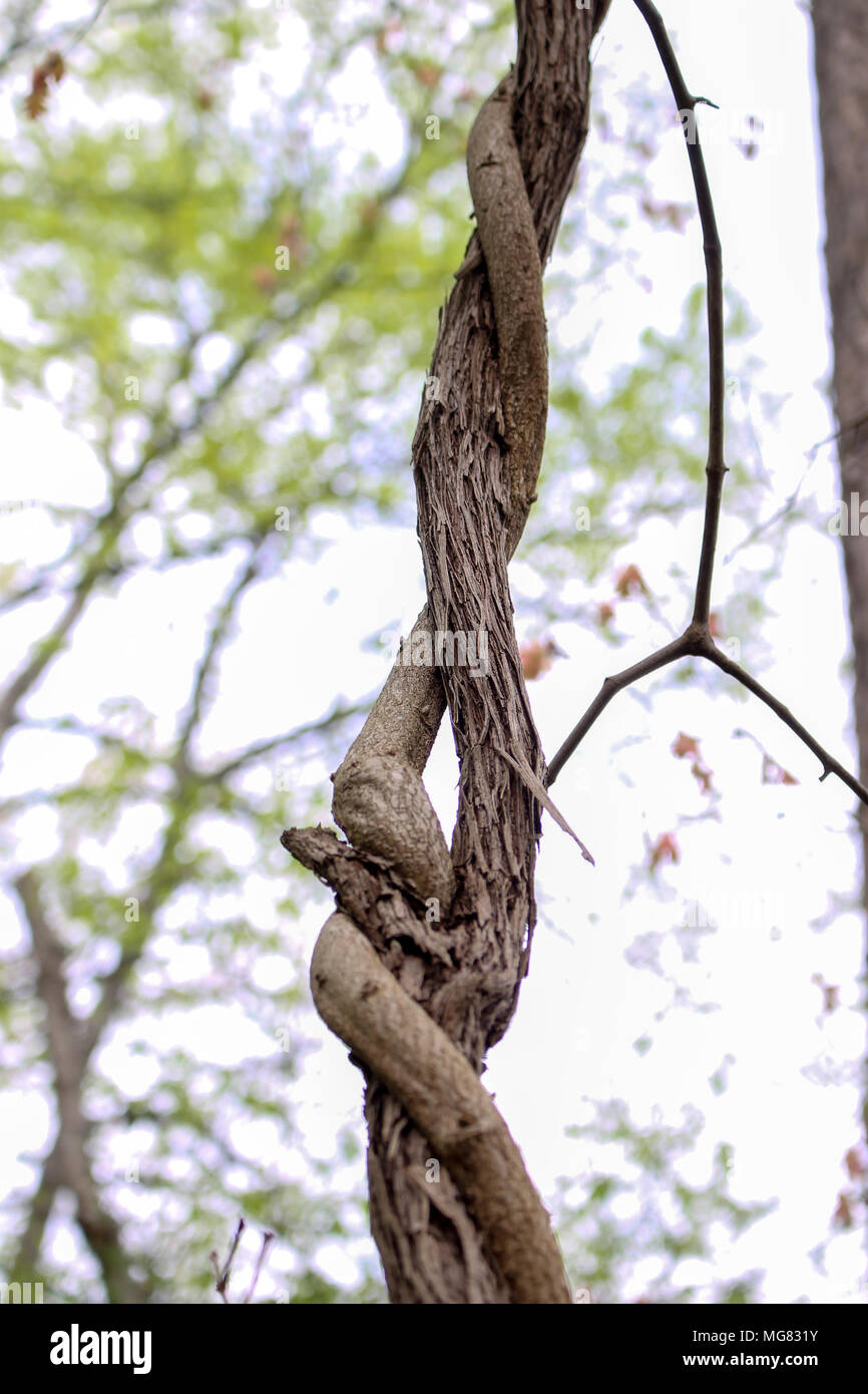 Amazon rainforest understory hires stock photography and images Alamy