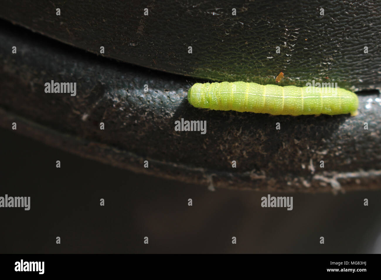 Caterpillar on the Edge Stock Photo Alamy