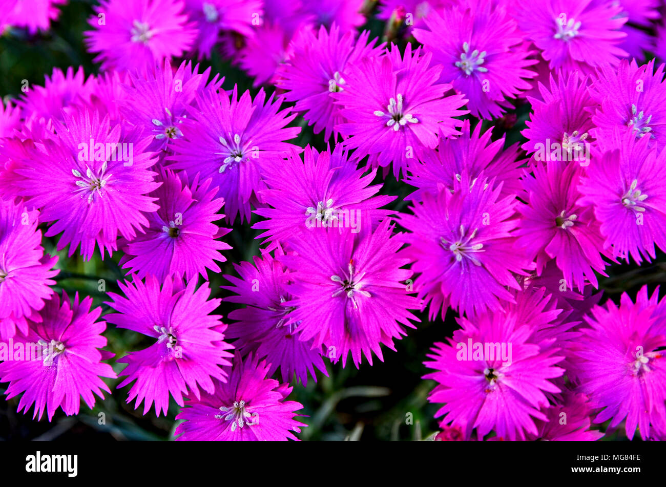 Aster Flower Bloom Time at Alice Allen blog