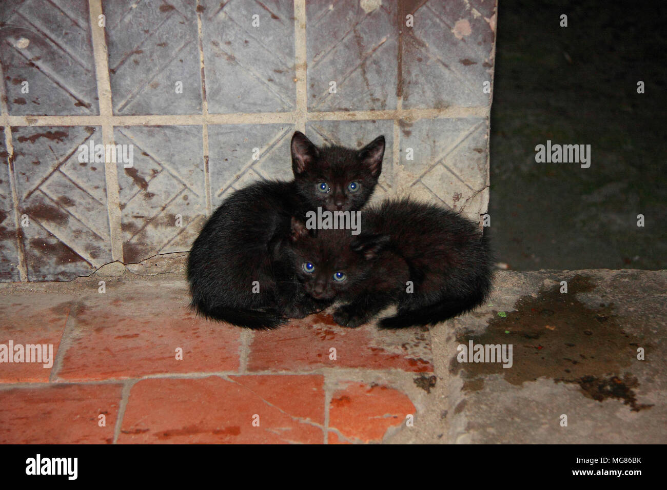 Two black dirty little kitten sitting on the street near the house. Stock Photo