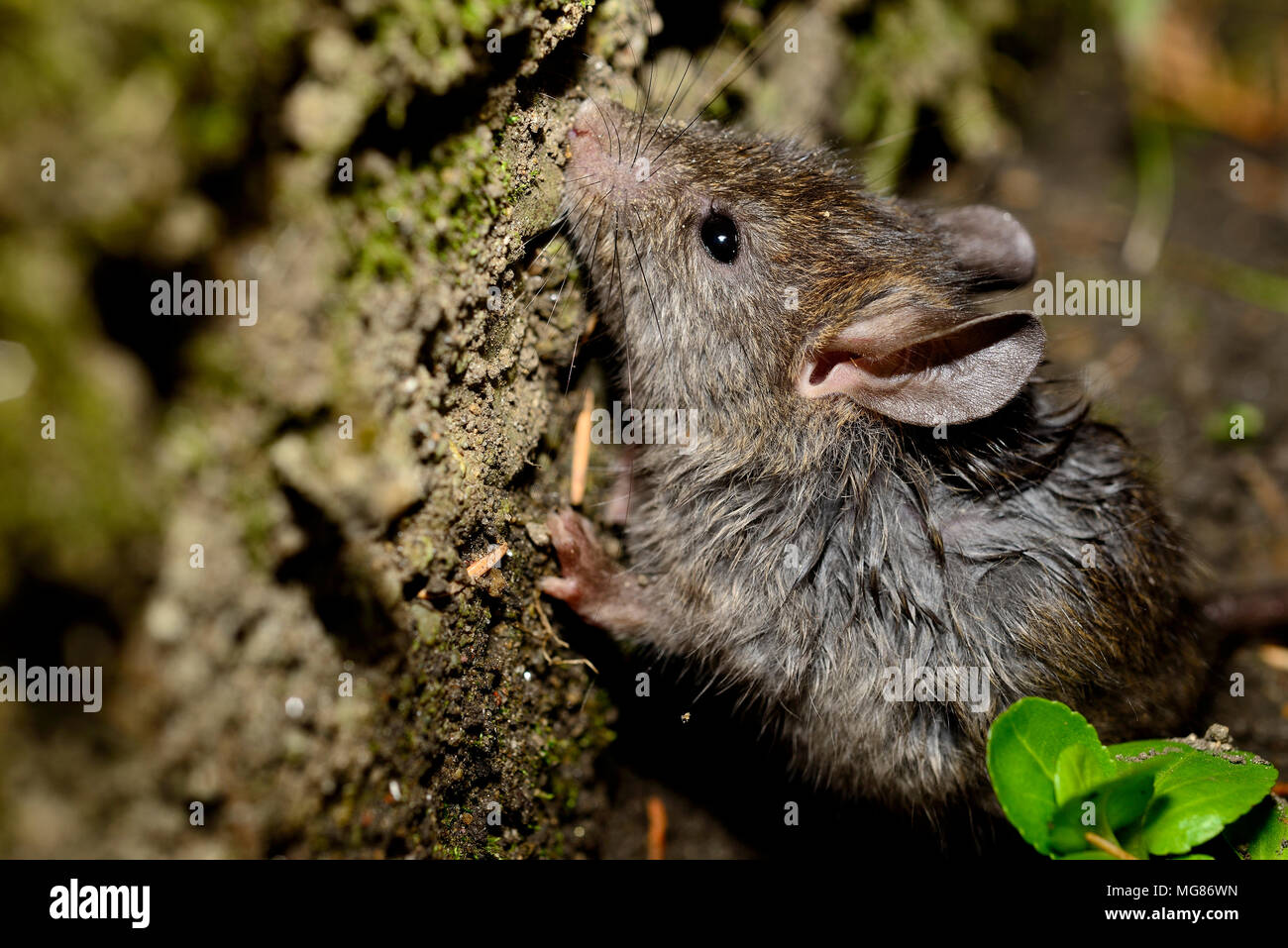 Field mouse (Apodemus sp.) in a garden of Pastra, Rila, Bulgaria Stock Photo