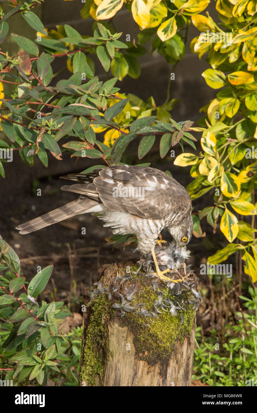 Sparrow Hawk, Sparrowhawk, Accipiter nisus, plucking, eating a sparrow or small bird on plucking post.  Juvenile, March, Sussex, UK Stock Photo