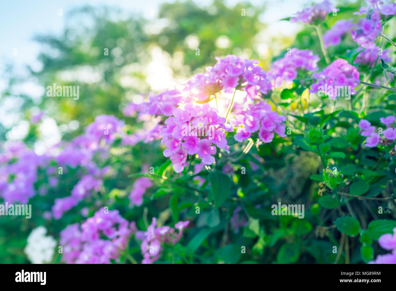 Beautiful purple flowers on the bush, abstract natural background, beauty of floral garden blooming, spring time season, rebirth of nature after long  Stock Photo