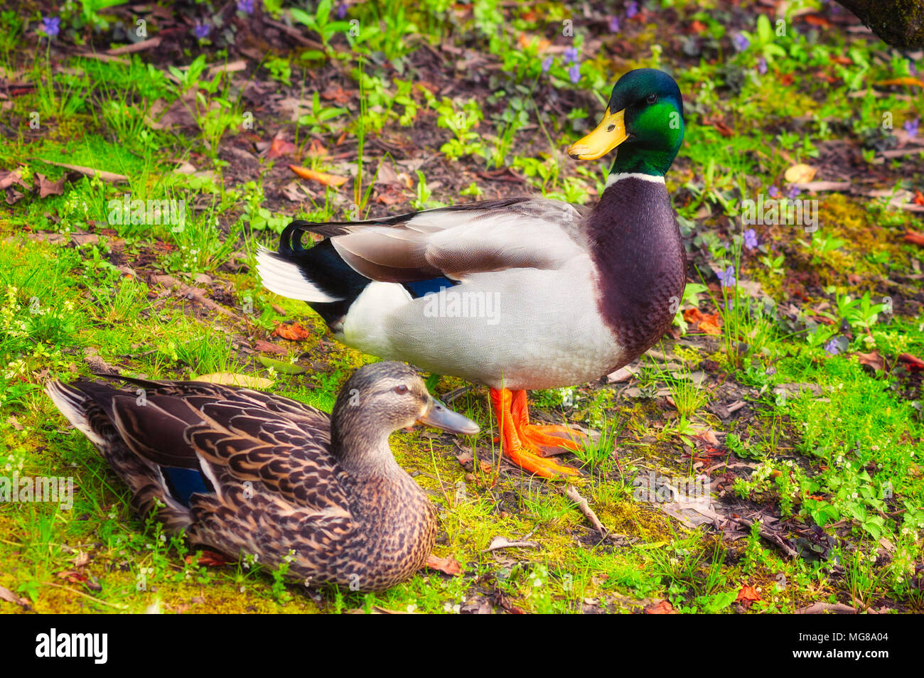 Photograph of a pair of mallard ducks sitting on the banks of a pond amongst wildflowers. Stock Photo