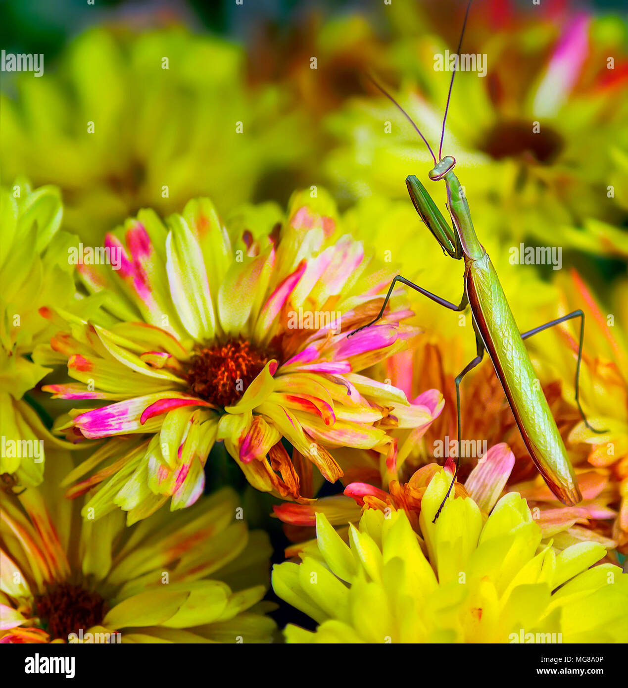 Stick insects hi-res stock photography and images - Alamy