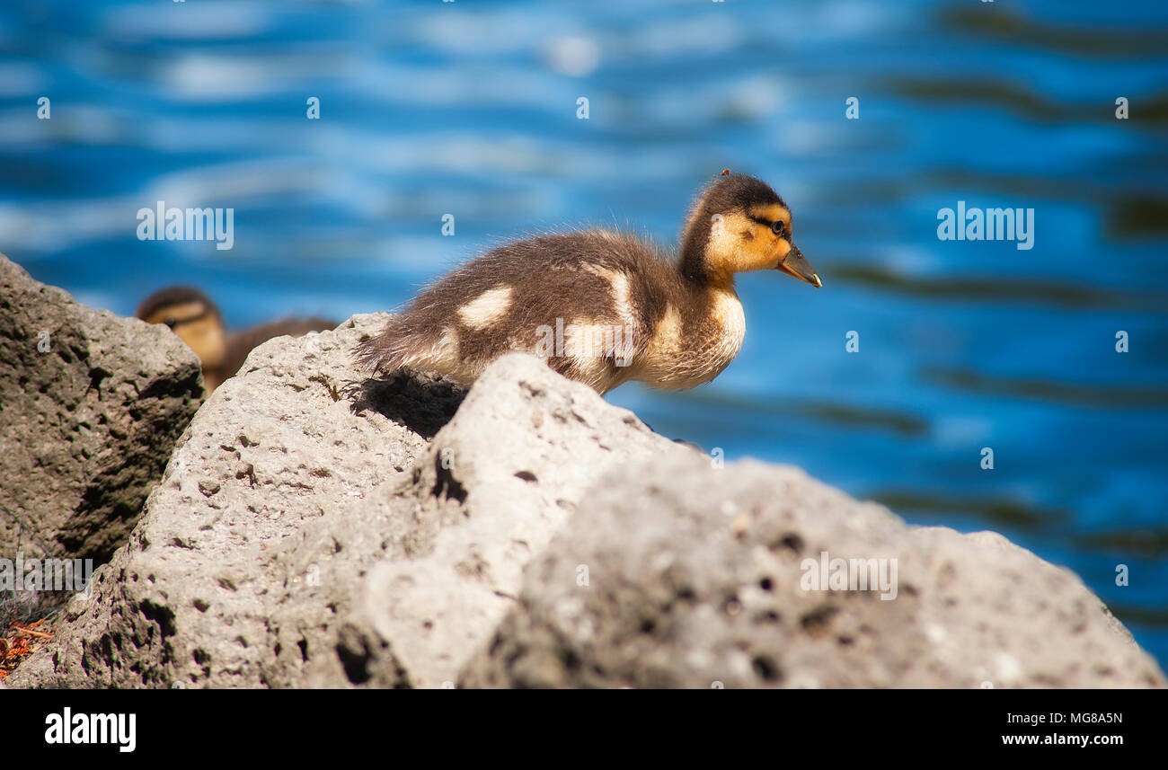 Photograph of a Canada gosling contemplating a jump from his perch on rock into the water below. Stock Photo